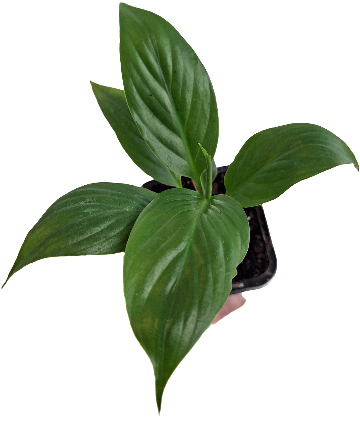 Spathiphyllum Floribundum 70mm