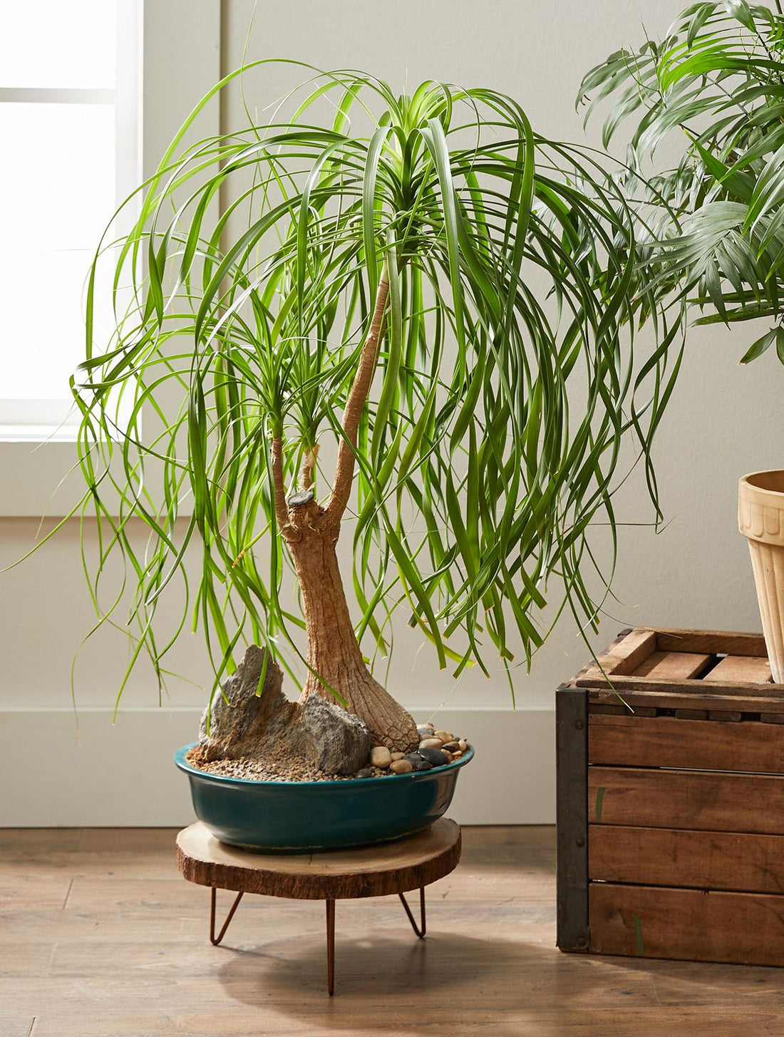 Beaucarnea Recurvata - Ponytail palm 100mm