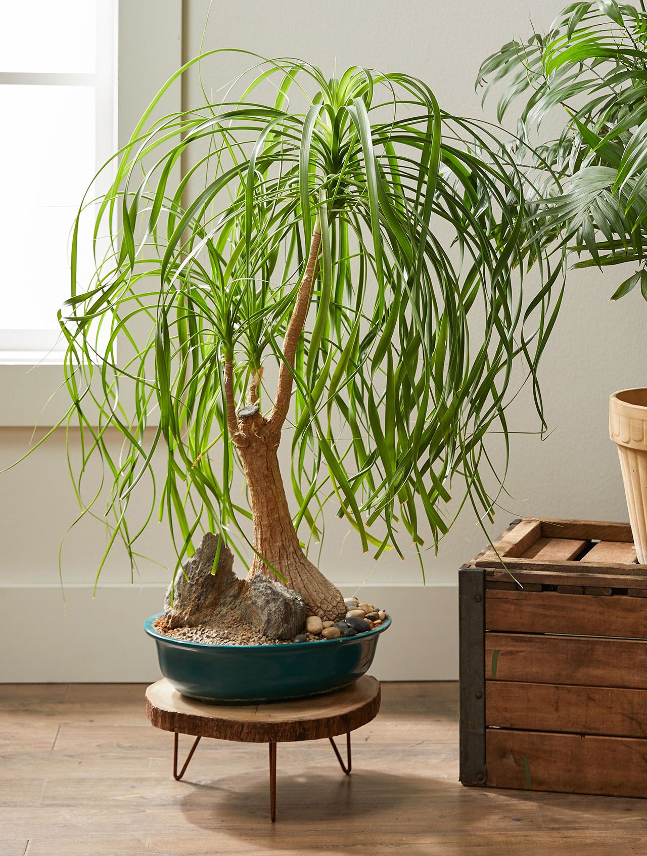 Beaucarnea Recurvata - Ponytail palm 100mm