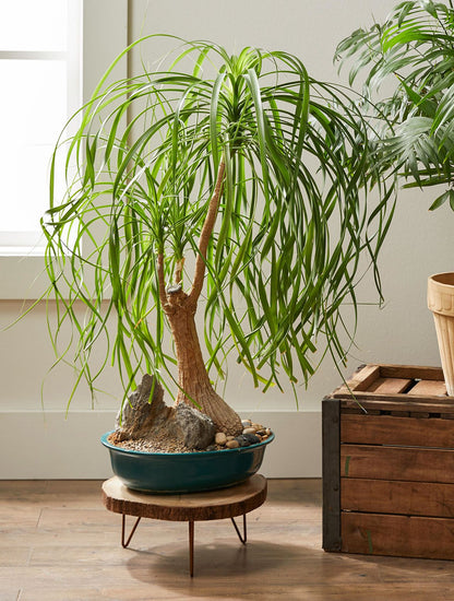 Beaucarnea Recurvata - Ponytail palm 100mm