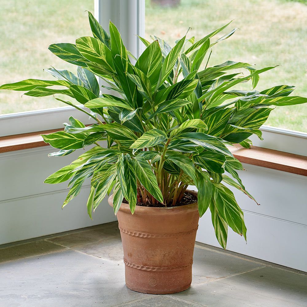 Alpinia Zerumbet Variegata 250mm