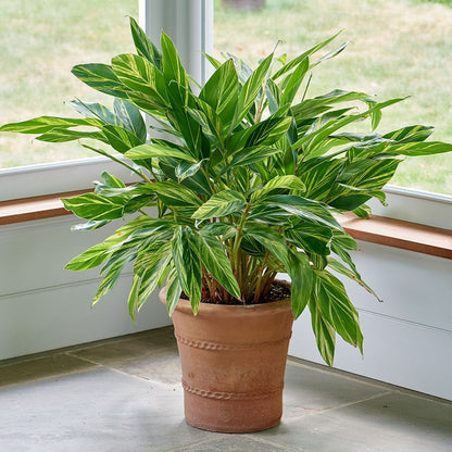 Alpinia Zerumbet Variegata 250mm