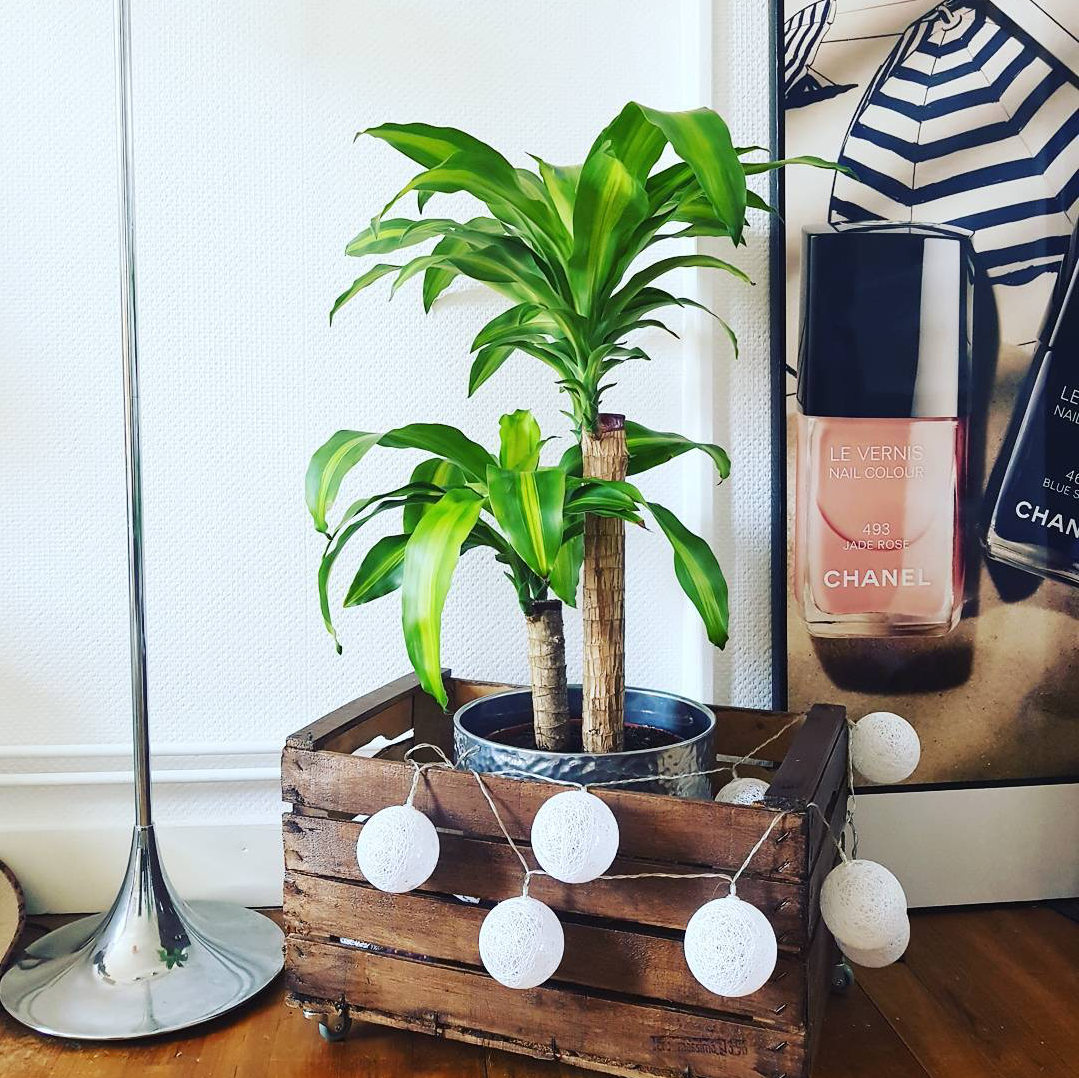 Happy Plant - Dracaena Fragrans Massangeana 200mm