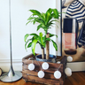 Happy Plant - Dracaena Fragrans Massangeana 200mm
