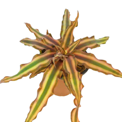 Cryptanthus Desert Star 90mm