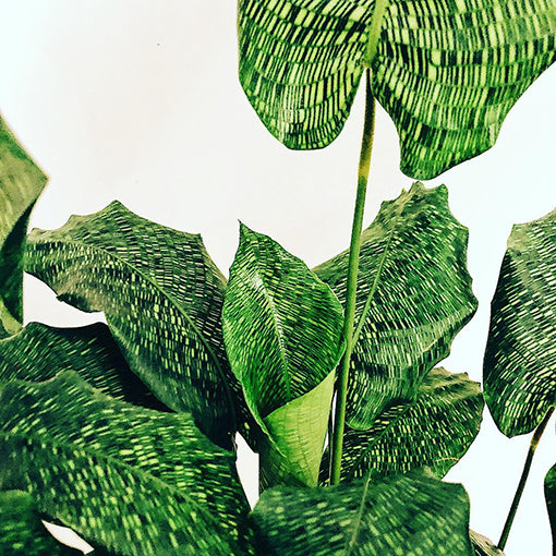 Calathea Musaica - Calathea Network 90mm