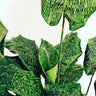 Calathea Musaica - Calathea Network 90mm