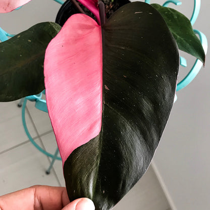 Philodendron Pink Princess 120mm