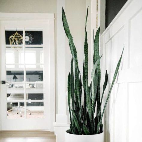 Sansevieria Trifasciata - Snake Plant 120mm