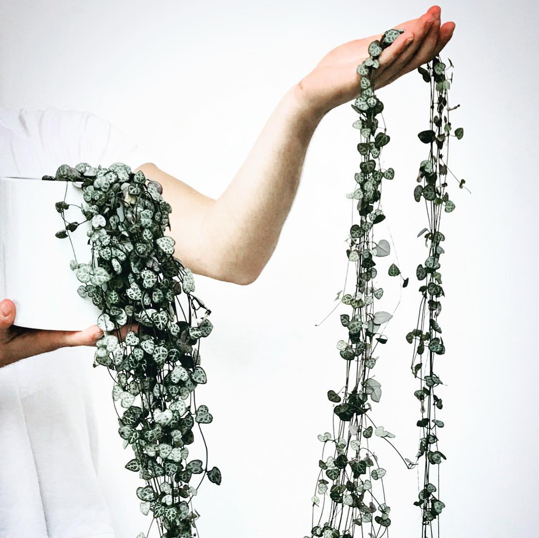 Chain Of Hearts - Ceropegia Woodii 130mm