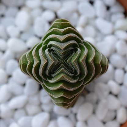 Crassula Buddhas Temple 100mm