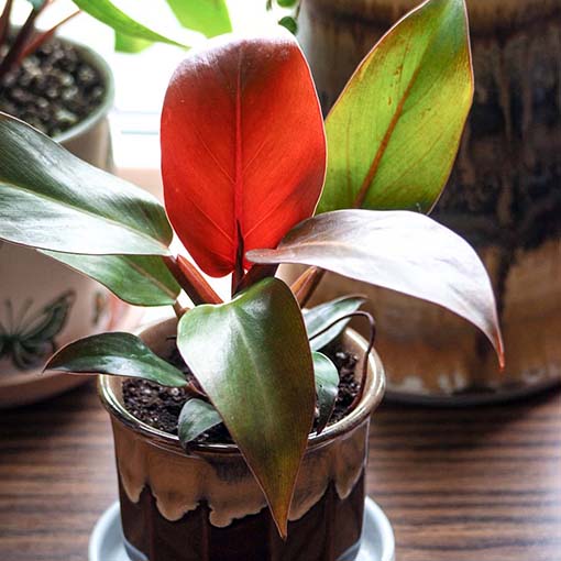 Philodendron Mccolley&