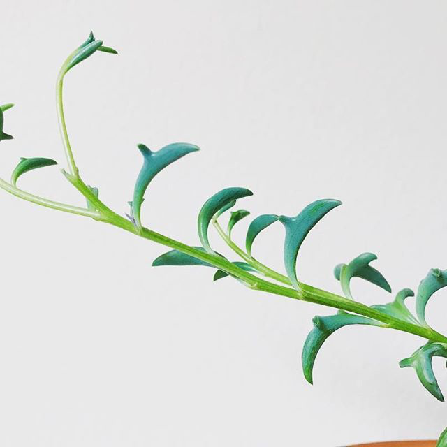 Senecio Peregrinus - Dolphins tears 130mm