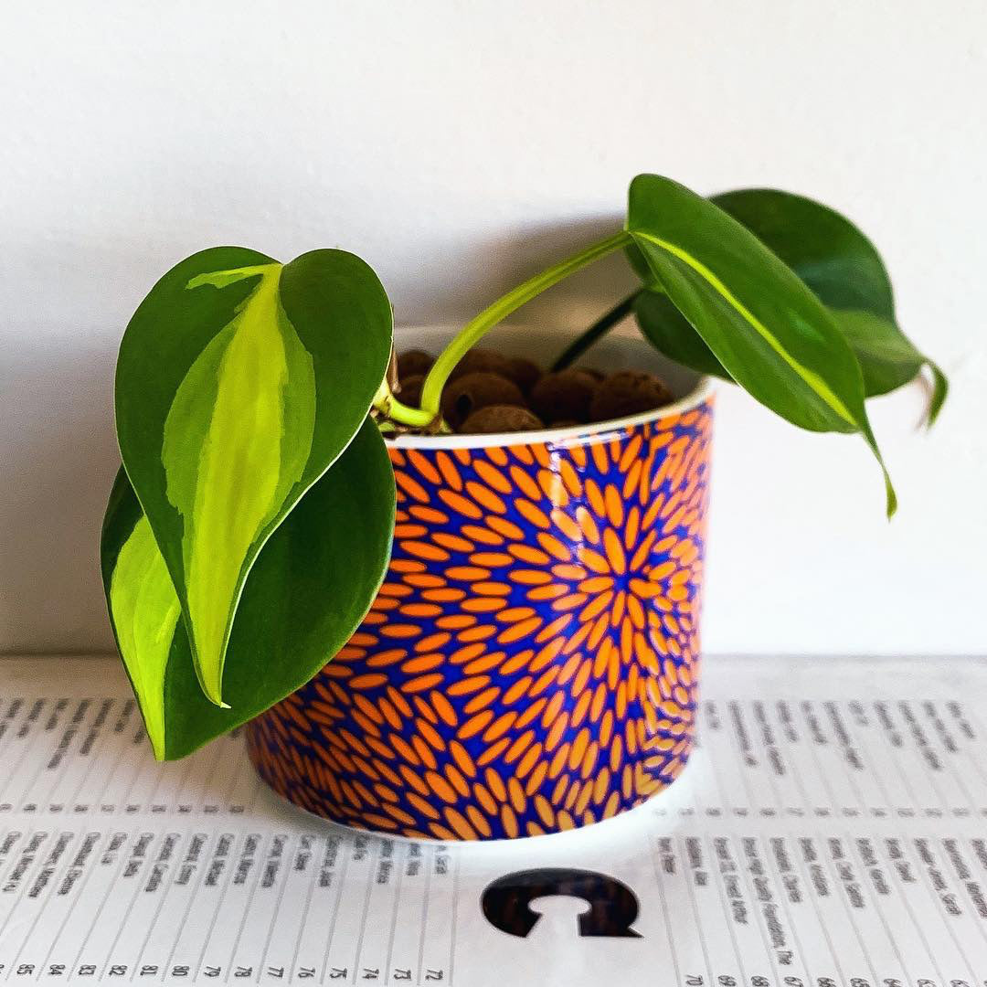 Philodendron Brasil - Heartleaf Philodendron 120mm HB