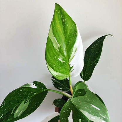 Philodendron Erubescens White Princess 120mm