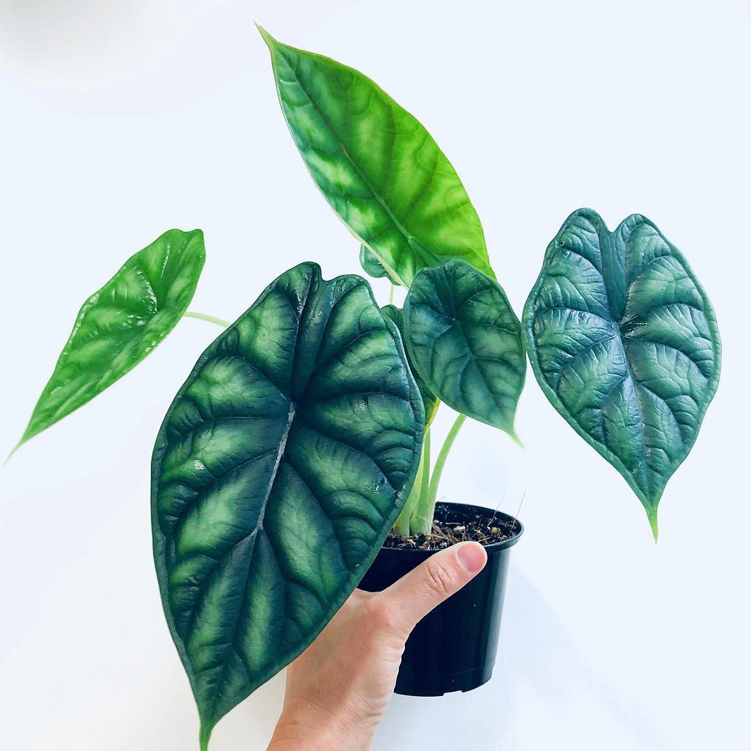 Alocasia baginda Dragon Scale 100mm