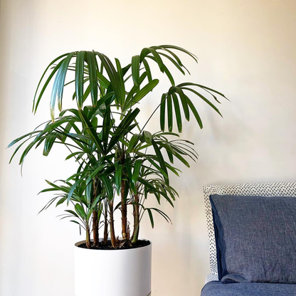 Lady Palm - Rhapis Excelsa 250mm