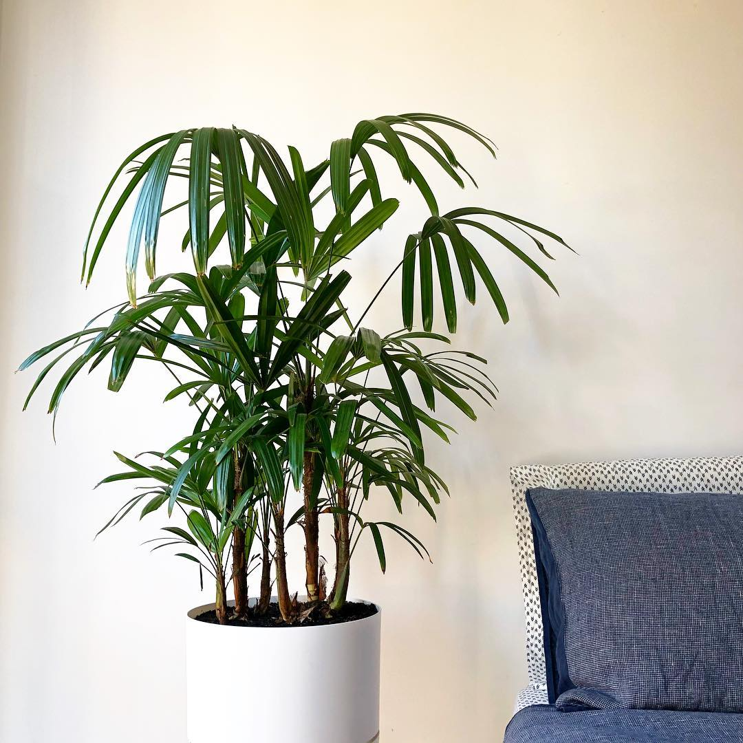 Lady Palm - Rhapis Excelsa 400mm