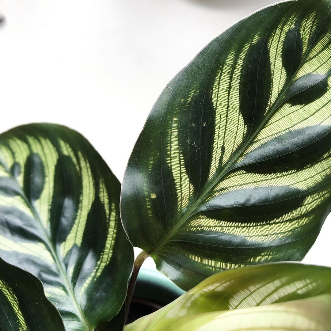 Calathea Makoyana - Peacock Plant 90mm