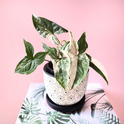 Syngonium Fantasy 100mm