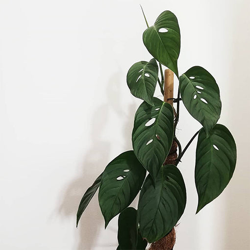 Monstera Letcheriana Ladder 120mm
