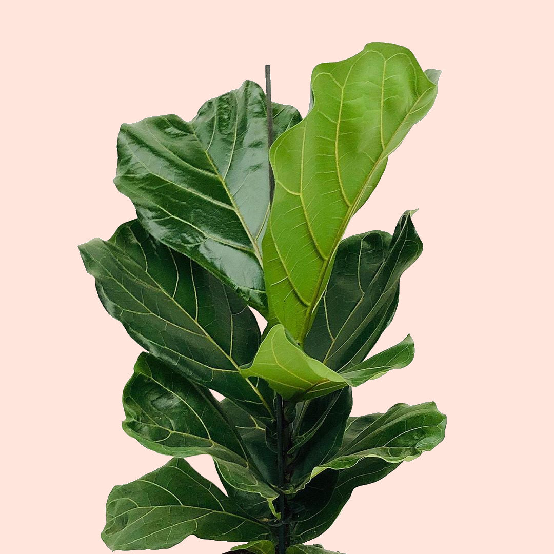Fiddle Leaf Fig - Ficus Lyrata 300mm
