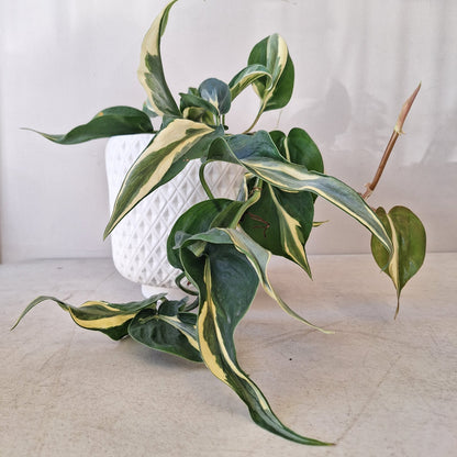 Philodendron Hederaceum &