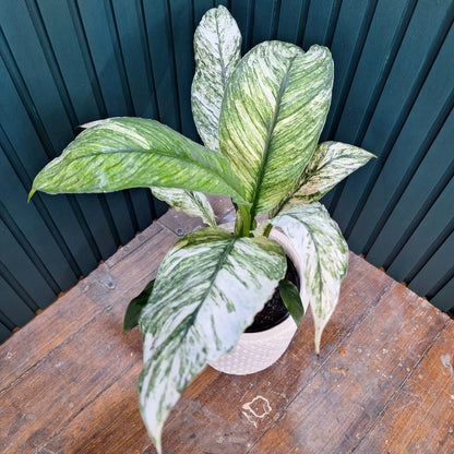 RARE - Spathiphyllum Sensation Mint 125mm
