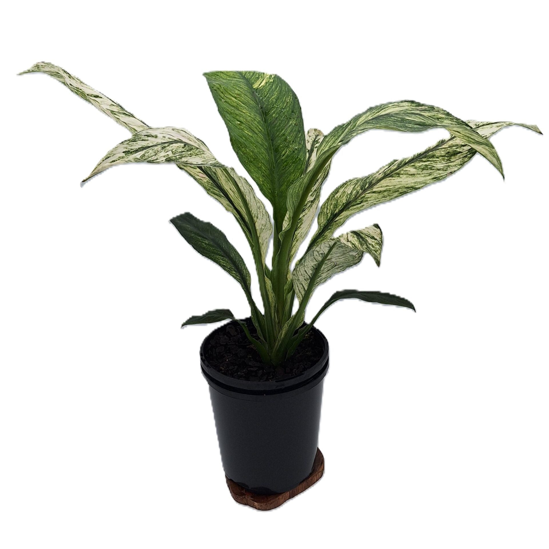 RARE - Spathiphyllum Sensation Mint 125mm