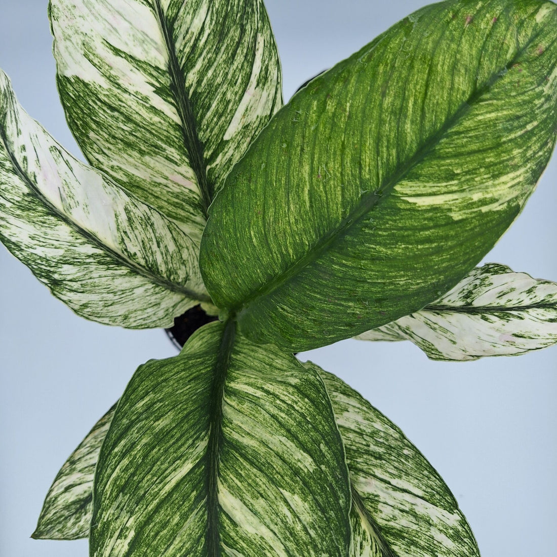 RARE - Spathiphyllum Sensation Mint 125mm