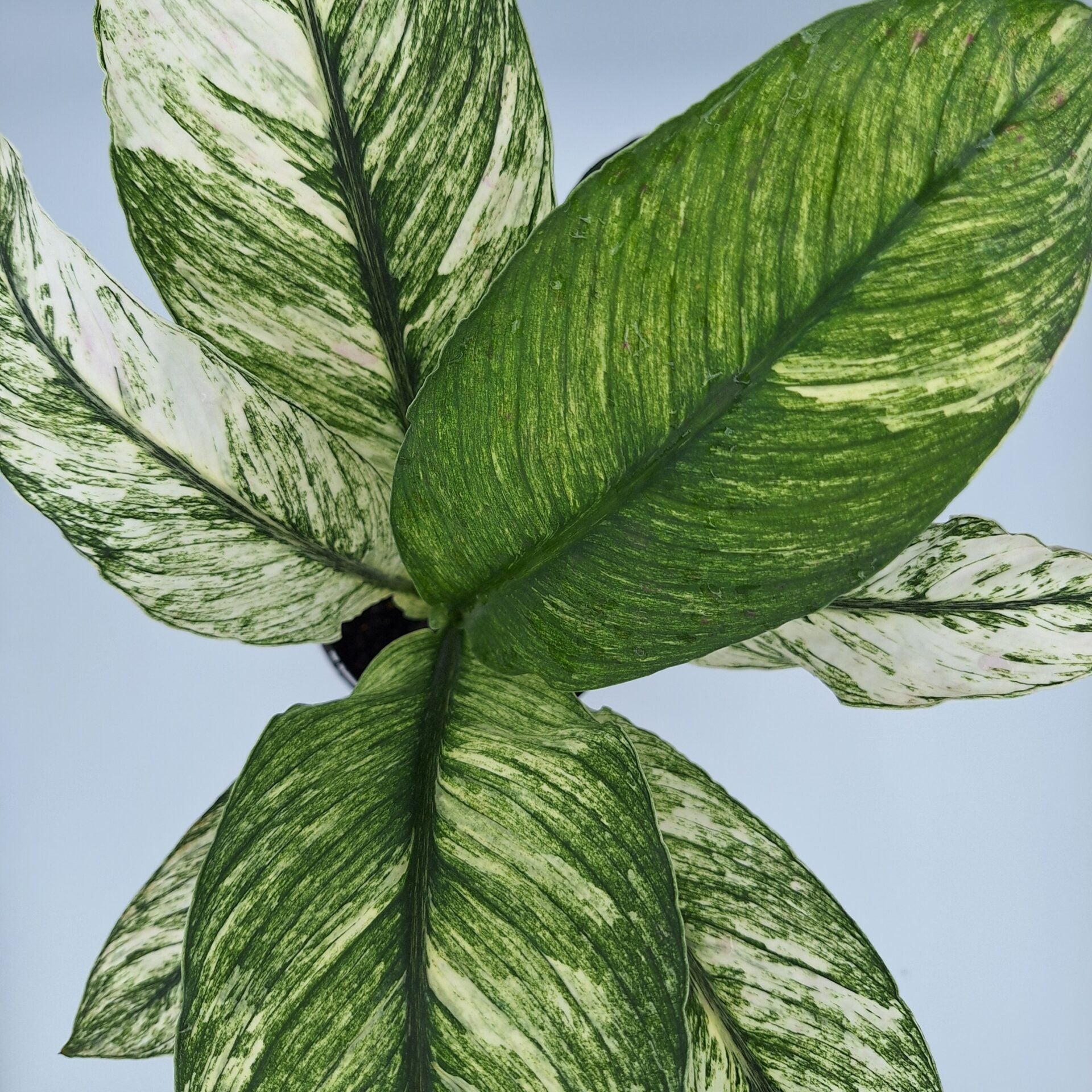 RARE - Spathiphyllum Sensation Mint 125mm