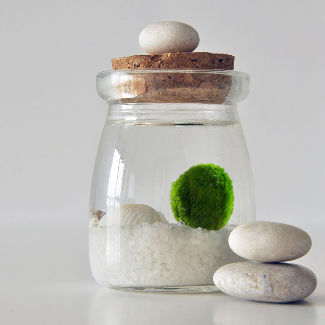 Marimo Moss Balls