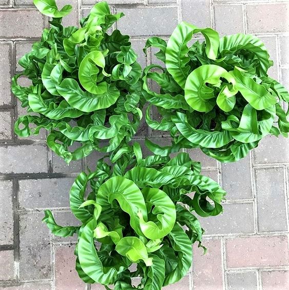 Hurricane Fern - Asplenium Antiquum Hurricane 200mm