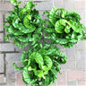 Hurricane Fern - Asplenium Antiquum Hurricane 200mm