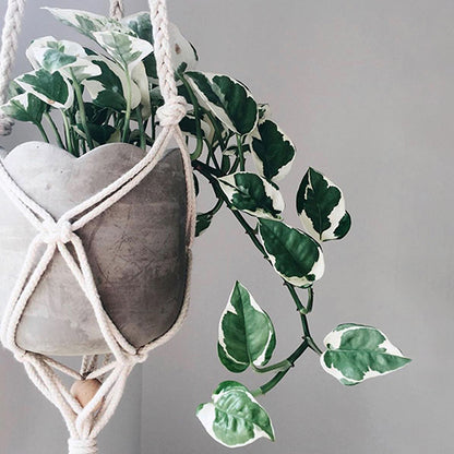 Epipremnum aureum - Pothos Snow Queen 170mm HB