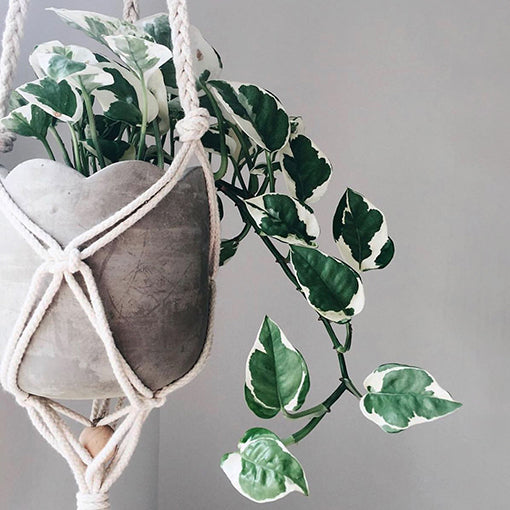 Pothos Snow Queen Epipremnum aureum 180mm HB