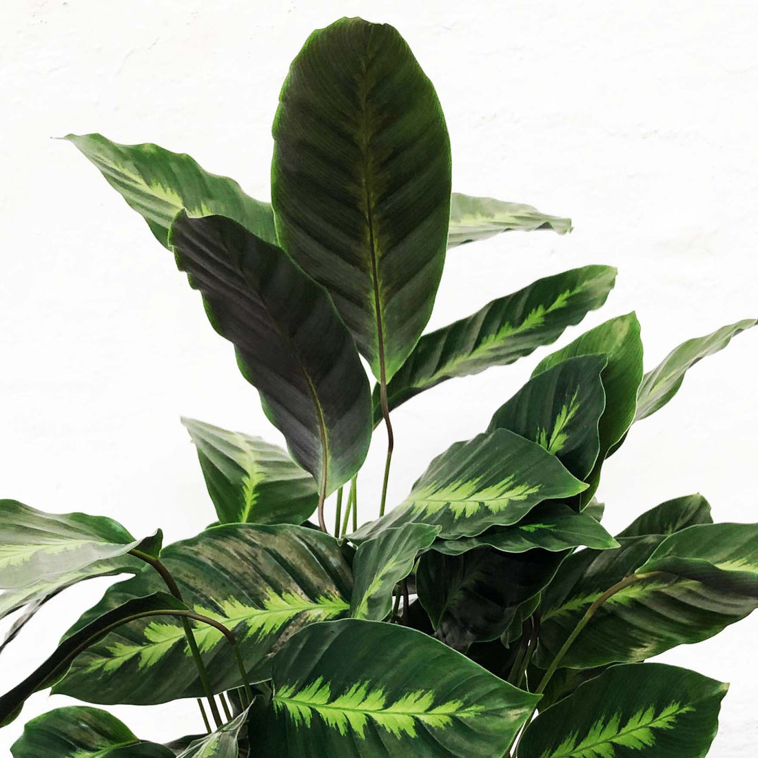Calathea Louisae Miso 120mm