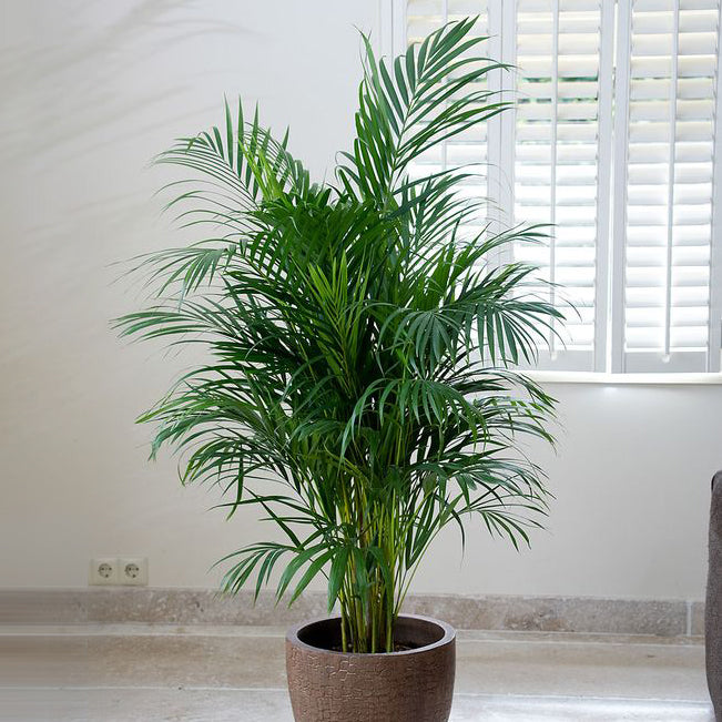 Dypsis Lutescens - Golden Cane Palm 300mm
