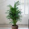 Dypsis Lutescens - Golden Cane Palm 300mm