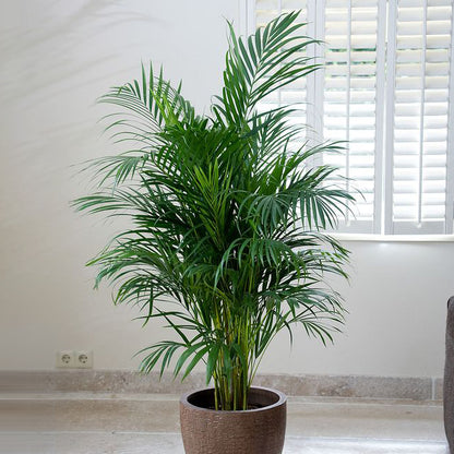 Dypsis Lutescens - Golden Cane Palm 300mm