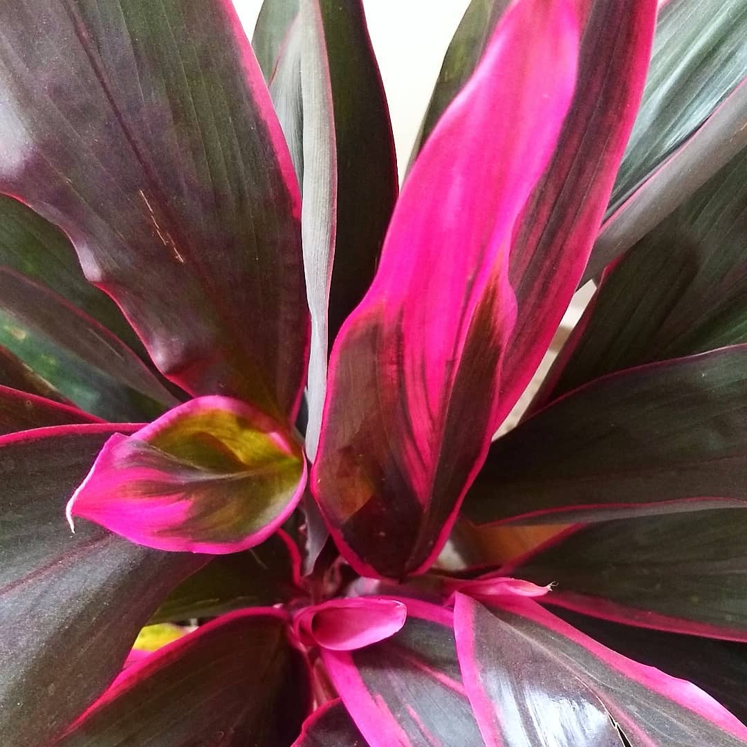 Cordyline John Klass 120mm
