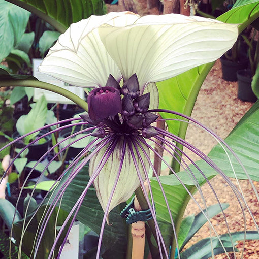 Bat Plant White - Tacca integrifolia 200mm