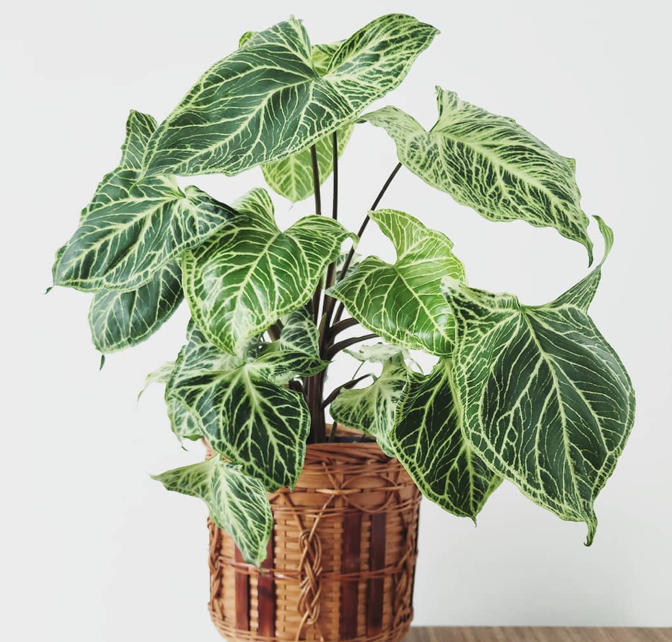 Syngonium Batik 125mm