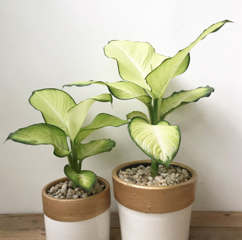 Dieffenbachia Tropic Marianne 180mm