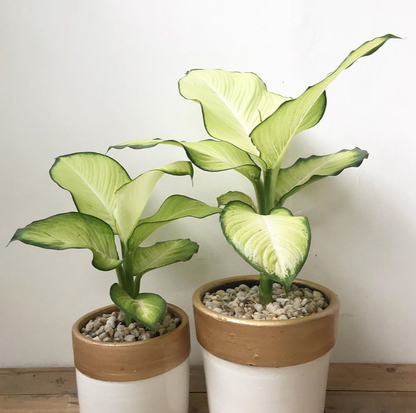 Dieffenbachia Tropic Marianne 180mm