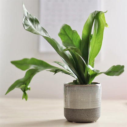 Green Flame Fern - Microsorum Punctatum 100mm