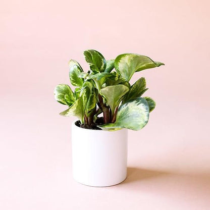 Peperomia Obtusifolia Marble 100mm