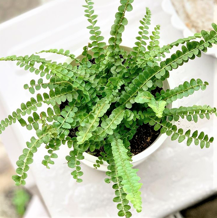 Nephrolepis Cordifolia Duffii 100mm