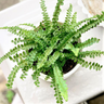 Nephrolepis Cordifolia Duffii 100mm