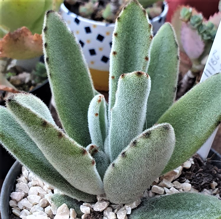 Kalanchoe Tomentosa 100mm